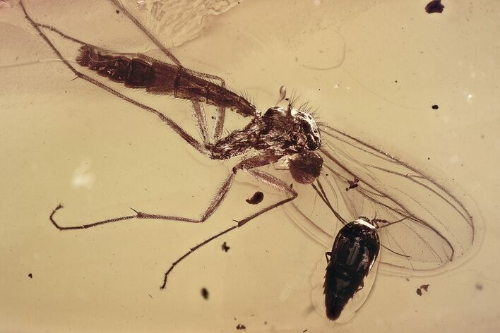 Fossil Rove Beetle (Oligota) & Fugnus Gnat in Baltic Amber #335559